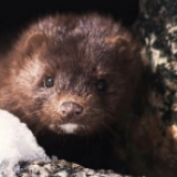 希腊水貂养殖场发现新冠病毒 饲养员检测呈阳性