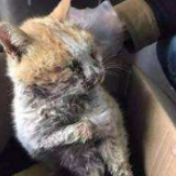 南方日报：开除虐猫学生，处分重吗？