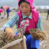 收益咋分、本金归谁…半月谈三问脱贫攻坚收官后扶贫资产问题