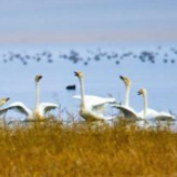 假如地球上演生物大灭绝，湖泊生态恢复需要多少年？