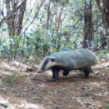 鲁迅先生笔下的猹,出现了!