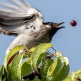 一挑 一接 我吃吃吃！