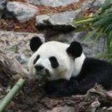 吃不到新鲜竹子，旅加大熊猫受疫情影响将提前归国