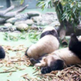 放心卖萌！成都大熊猫全接受核酸检测：全部是阴性
