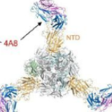 陈薇团队：新型冠状病毒抗体研究取得重大突破