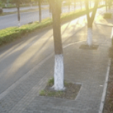 狗没拴绳被车撞死,主人赔偿7万车损