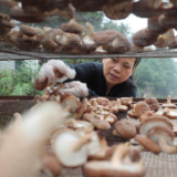 衡东:香菇产业助农增收