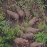 云南北迁亚洲象群持续小范围活动