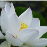 云南保山：荷花绽放美如画