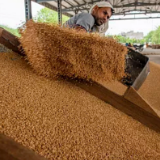 印度本财年上半年小麦出口金额增加一倍多