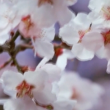 新春走基层丨嘎拉村的“桃花之约”