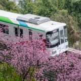 开往春天——山城“花海列车”上线
