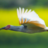 国际珍稀动物保护日丨不要等到珍稀才去珍惜