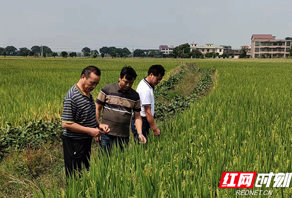 中国粮 湖南饭 田长说①丨农田守护加个“1”，打通最后一公里