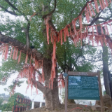 新春“椒”响曲⑥丨谭嘉雯：踏一程山路，草木皆归途
