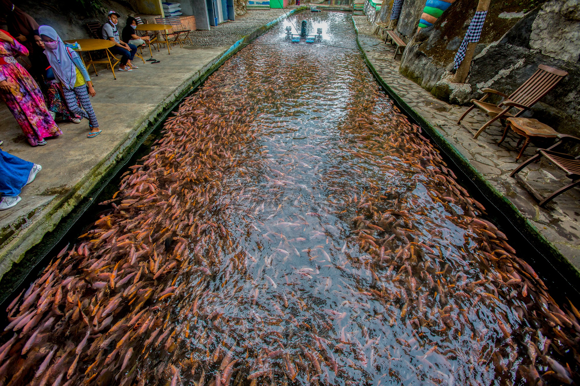 当地时间2020年10月19日，印度尼西亚中爪哇， 罗非鱼养殖旅游景点。当地村民利用这条河开发了罗非鱼水产养殖，游客可以点鱼，现捞现吃，同时享受这成千上万鱼群的景观。