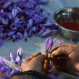 贵州岑巩：西红花开幸福来