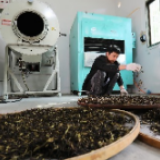 【脱贫奔康·粤来粤好】广东潮州：一片小叶子托起山沟里的脱贫致富梦
