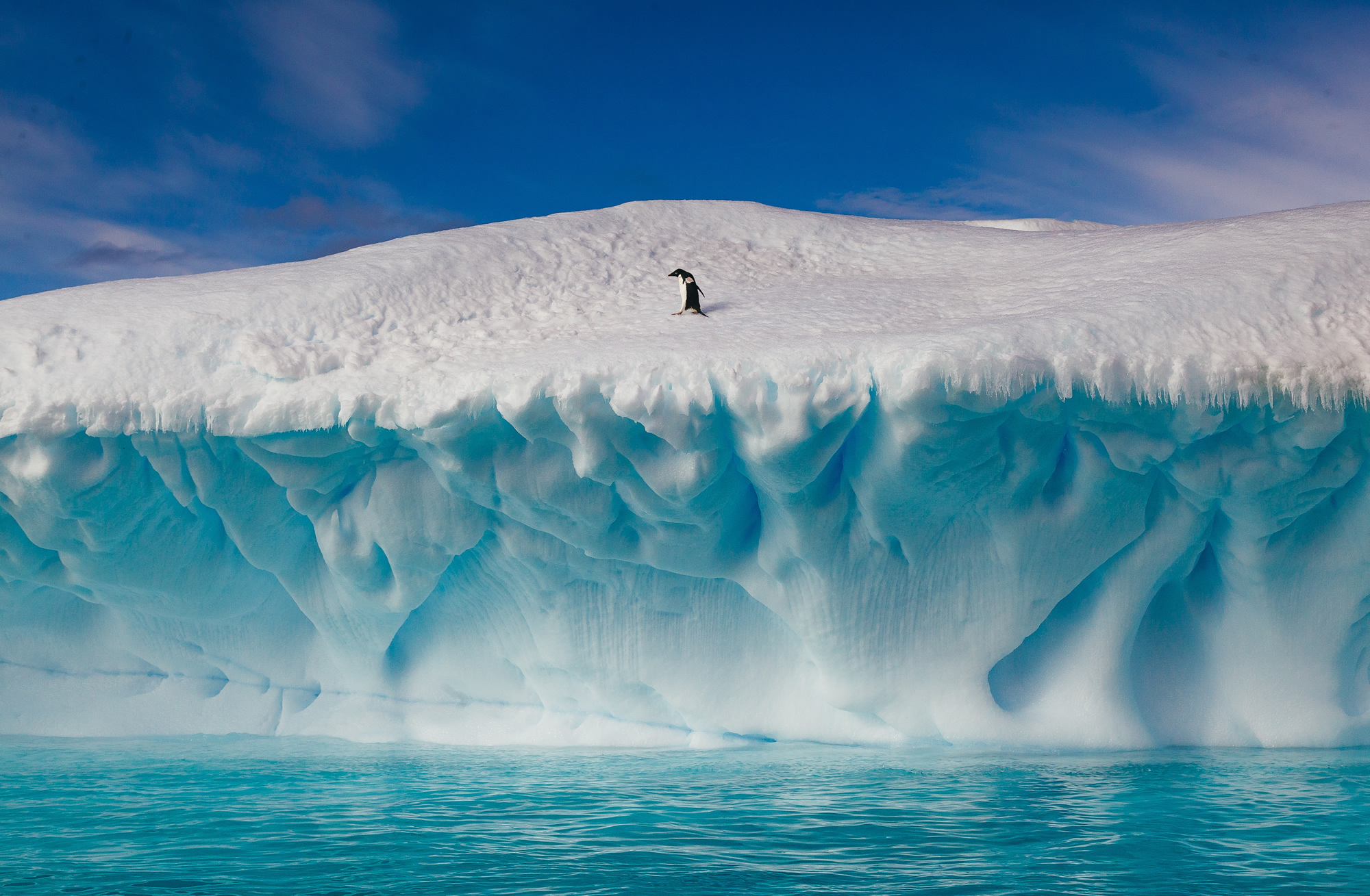 2017年3月31日讯,南极布朗断崖,一只在巨大冰山旁徘徊寻找同类的企鹅