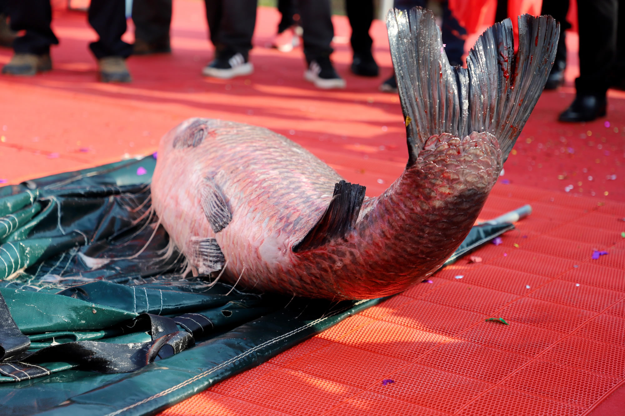 2020年12月30日，湖南常德柳叶湖第二届“年鱼集”活动举行，120斤重的青鱼王。