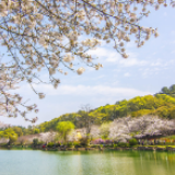 植物园樱花怒放等你看“花”眼