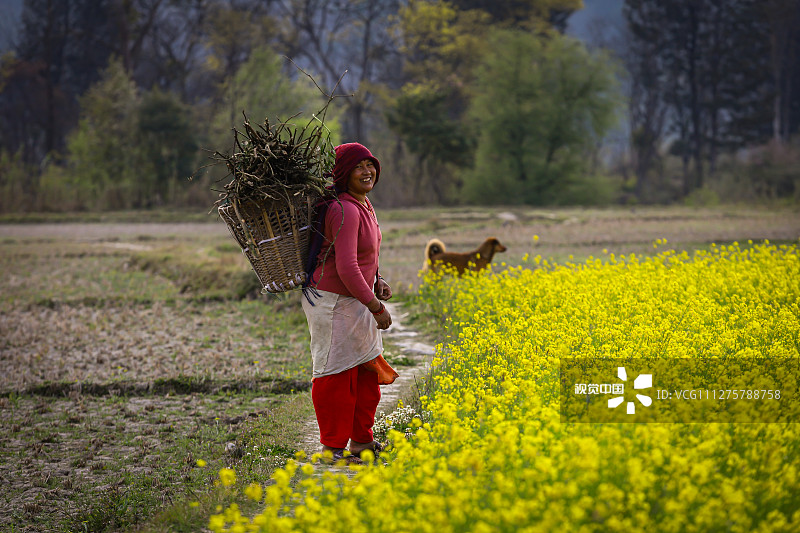 当地时间2020年3月17日，尼泊尔加德满都，当地人在芥菜田间劳作。