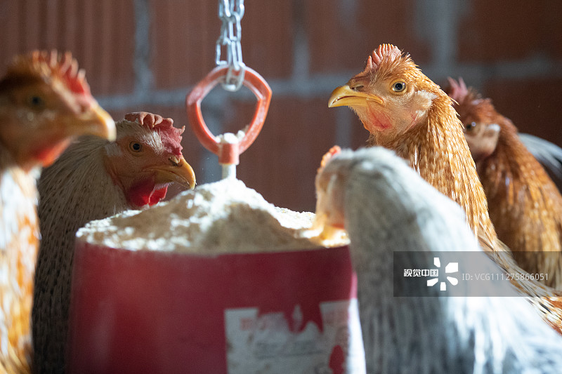 当地时间2020年2月1日，克罗地亚，兽医阉鸡师Velika Horvatska饲养的阉鸡。阉鸡就是把小公鸡的睾丸割掉，其目的是让鸡长得更快一些、肉质更鲜嫩一些。