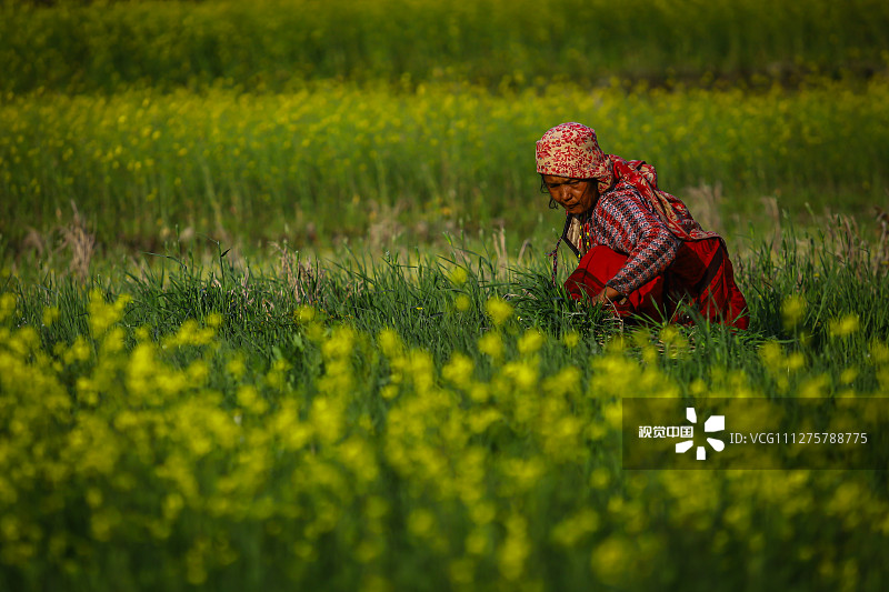 当地时间2020年3月17日，尼泊尔加德满都，当地人在芥菜田间劳作。