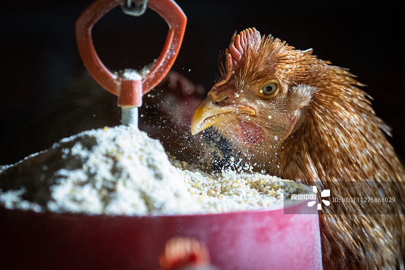 当地时间2020年2月1日，克罗地亚，兽医阉鸡师Velika Horvatska饲养的阉鸡。阉鸡就是把小公鸡的睾丸割掉，其目的是让鸡长得更快一些、肉质更鲜嫩一些。