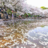 风雨过后落樱缤纷花落如雨