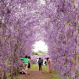 邂逅一场紫色浪漫，长沙这条紫藤花走廊好梦幻