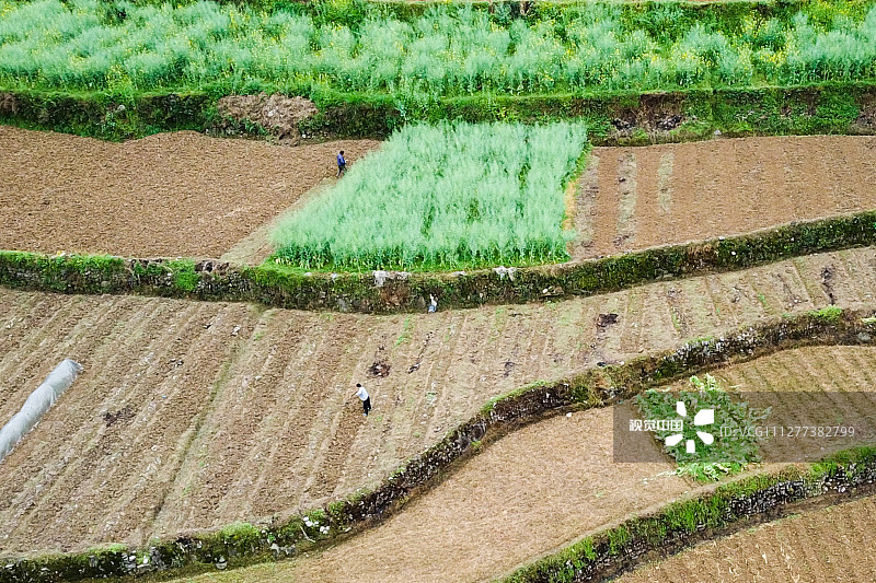 3月30日，湖南湘西，吉首市乾州街道西门口村村民在田间忙碌，俯瞰大地如同一幅巨画。