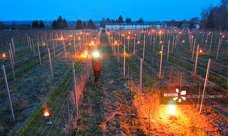 当地时间2020年4月15日，德国Weinboehla地区，酿酒师Till Neumeister在葡萄园里点燃蜡烛预防霜冻。