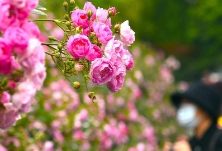 熟悉的地方也有风景 烈士公园蔷薇壮观如墙