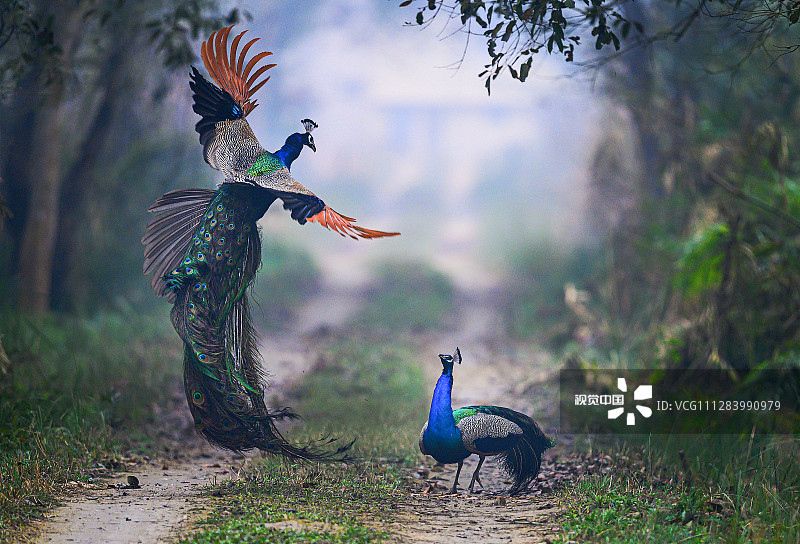 2020年5月15日讯(具体拍摄时间不详),印度Dudhwa国家公园,一个浓雾的早晨,两只孔雀在争夺领地,其中一只孔雀在冲撞到对方之前,跳至6英尺高。业余摄影师Nilesh Patel用镜头捕捉到这一打斗场景。