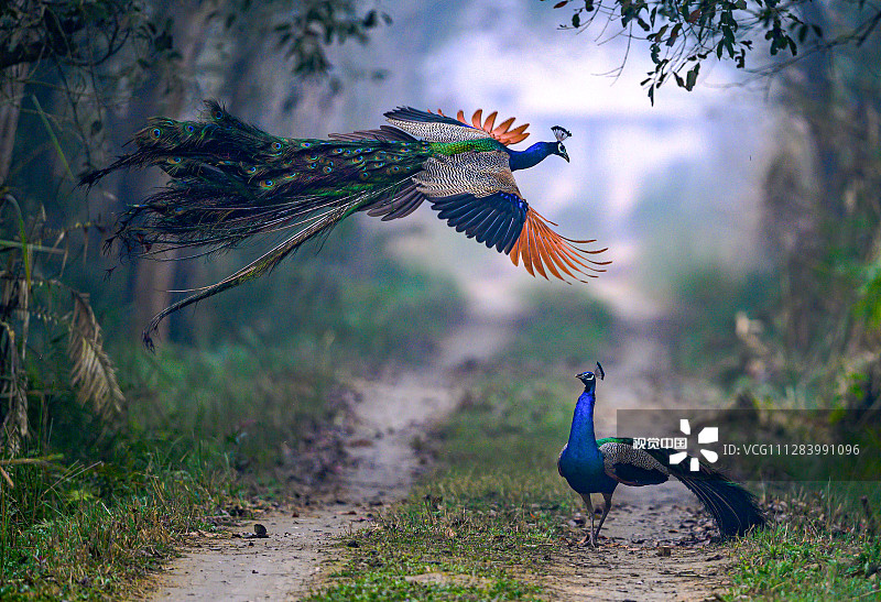 2020年5月15日讯（具体拍摄时间不详），印度Dudhwa国家公园，一个浓雾的早晨，两只孔雀在争夺领地，其中一只孔雀在冲撞到对方之前，跳至6英尺高。业余摄影师Nilesh Patel用镜头捕捉到这一打斗场景。