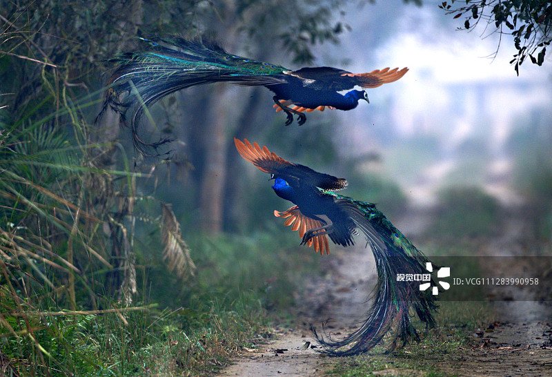 你见过孔雀打架吗体态优美毛发凌乱好像女人