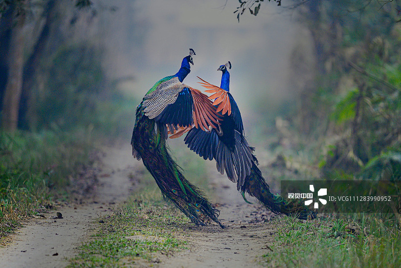 2020年5月15日讯（具体拍摄时间不详），印度Dudhwa国家公园，一个浓雾的早晨，两只孔雀在争夺领地，其中一只孔雀在冲撞到对方之前，跳至6英尺高。业余摄影师Nilesh Patel用镜头捕捉到这一打斗场景。