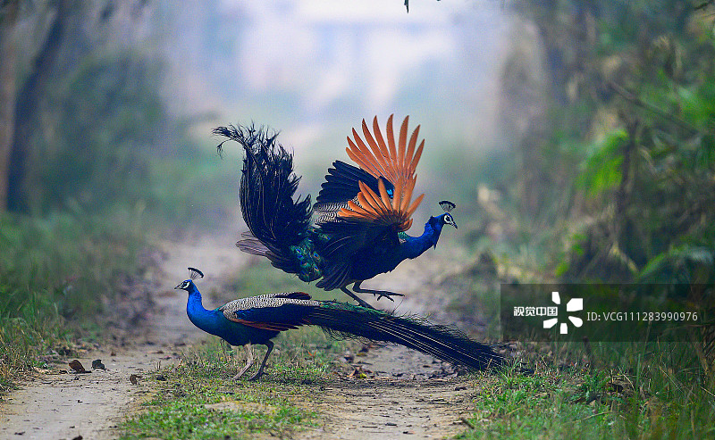 2020年5月15日讯（具体拍摄时间不详），印度Dudhwa国家公园，一个浓雾的早晨，两只孔雀在争夺领地，其中一只孔雀在冲撞到对方之前，跳至6英尺高。业余摄影师Nilesh Patel用镜头捕捉到这一打斗场景。