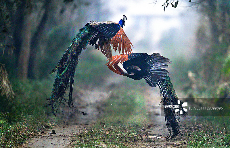 你见过孔雀打架吗 体态优美毛发凌乱好像女人