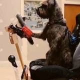 科目二过了吗？小狗8个星期学会开车