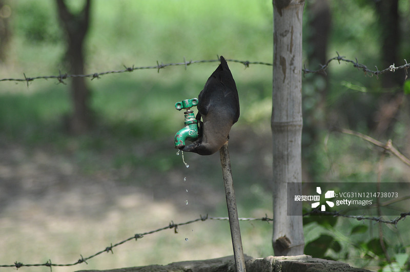 当地时间2020年5月22日，印度瓦拉纳西，乌鸦从漏水的水龙头里喝水，十分机智。看来寓言里代表智慧的乌鸦喝水故事原型来源于生活。