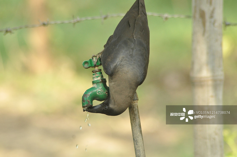 当地时间2020年5月22日，印度瓦拉纳西，乌鸦从漏水的水龙头里喝水，十分机智。看来寓言里代表智慧的乌鸦喝水故事原型来源于生活。