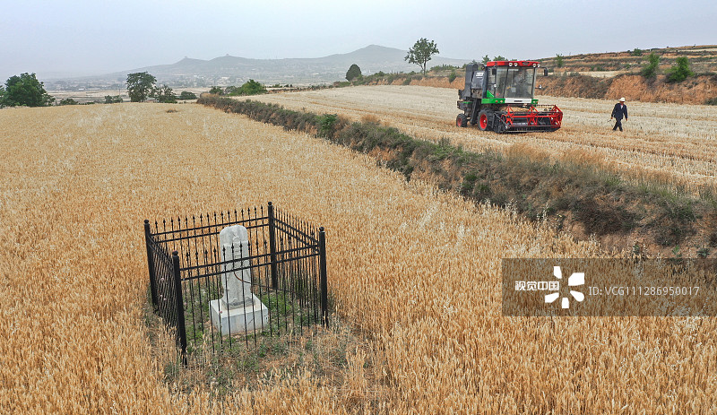 2020年5月30日，陕西咸阳，现代化的收割机在唐陵古老的石刻旁穿梭作业，是陕西夏收的一大独特景观。