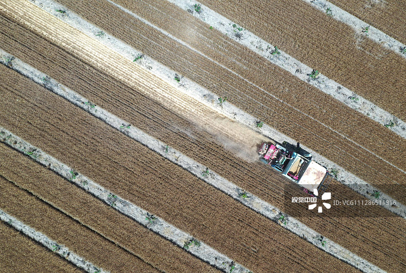 2020年6月4日，在安徽省亳州市谯城区双沟镇三官村方向家庭农场，农民利用收割机在麦田里抢收小麦。