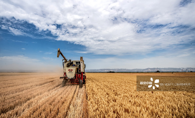 2020年6月7日，山西运城，一台收割机正在河津市和平农场加紧收割小麦。