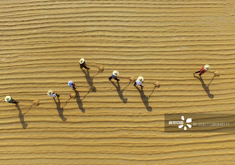 2020年6月8日， 在山东省临沂市平邑县一家种业基地，农民在晾晒收获得小麦。