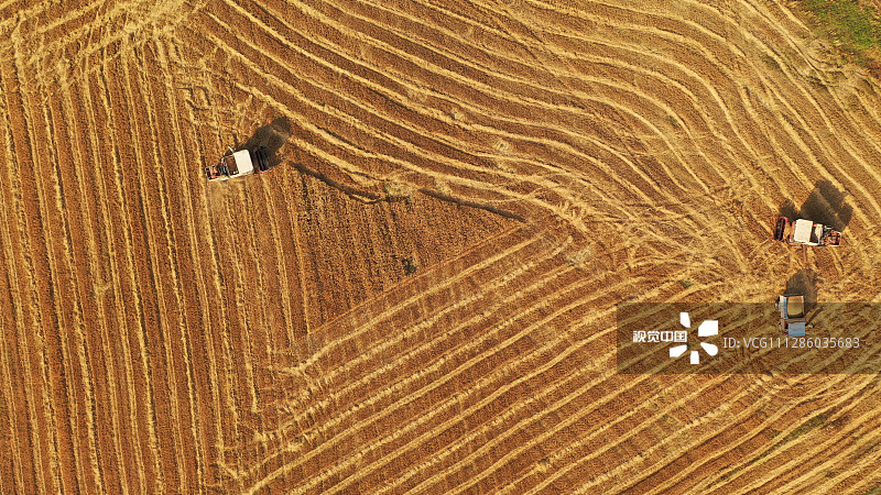 2020年6月2日，江苏淮安，洪泽区，小麦陆续成熟，村民趁天气晴好抢收小麦，开启夏收农忙模式。