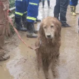 湖北黄梅突发山体滑坡 搜救犬参与救援满身泥泞引网友心疼