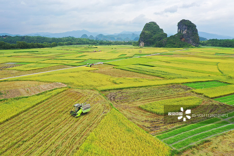 2020年7月19日，湖南省永州市道县寿雁镇白石寨村，村民在收割早稻。入伏也正是湖南省永州市乡村近40万亩早稻成熟的时节，田野铺金，美如画卷。农民冒着高温抓紧农时，抢收早稻，抢插晚稻，力争粮食稳产丰收。